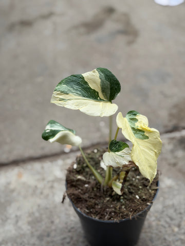 Monstera Thai 'Mutation' Nr. 18