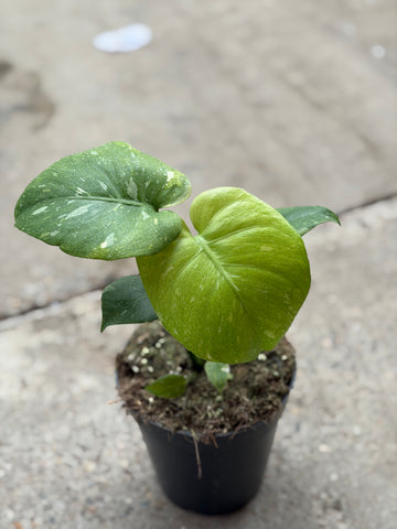 Monstera Thai 'Mutation' Nr. 19