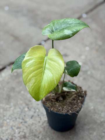 Monstera Thai 'Mutation' Nr. 20