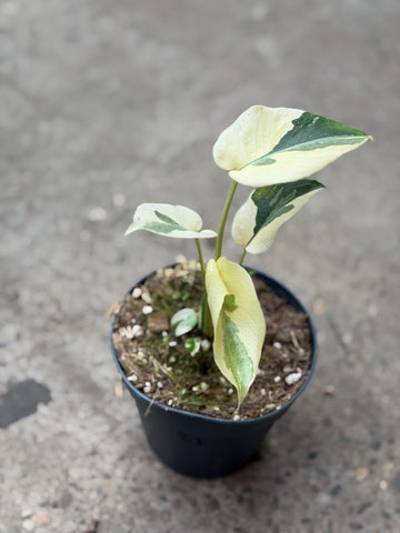 Monstera Thai 'Mutation' Nr. 21