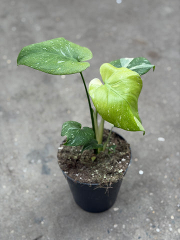 Monstera Thai 'Mutation' Nr. 22
