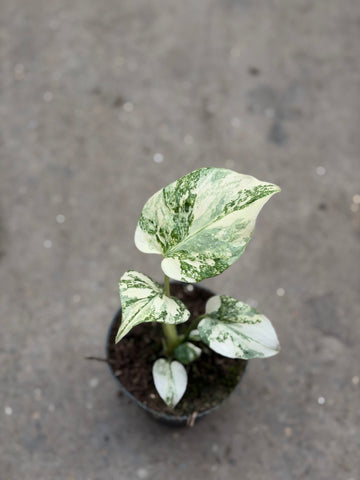 Monstera Thai 'Mutation' Nr. 23