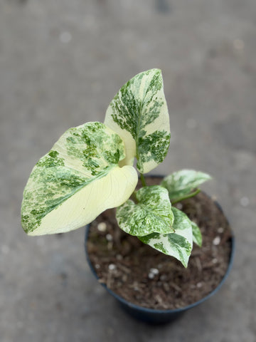 Monstera Thai 'Mutation' Nr. 24