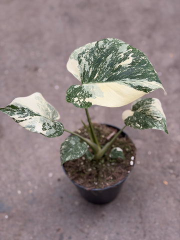 Monstera Thai 'Creme Brûlée' Nr. 25