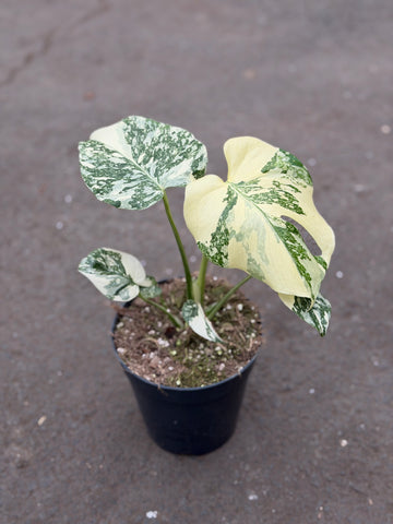Monstera Thai 'White Snow' Nr. 26