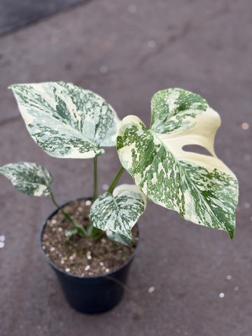 Monstera Thai 'White Snow' Nr. 27