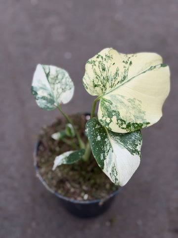 Monstera Thai 'White Snow' Nr. 28