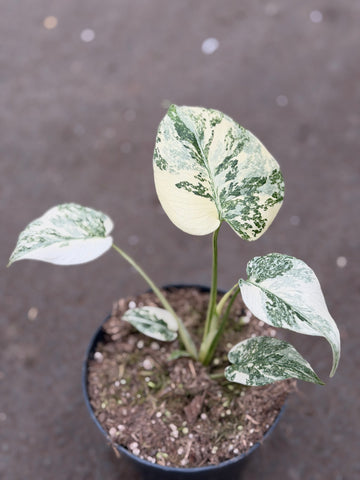 Monstera Thai 'Mutation' Nr. 29