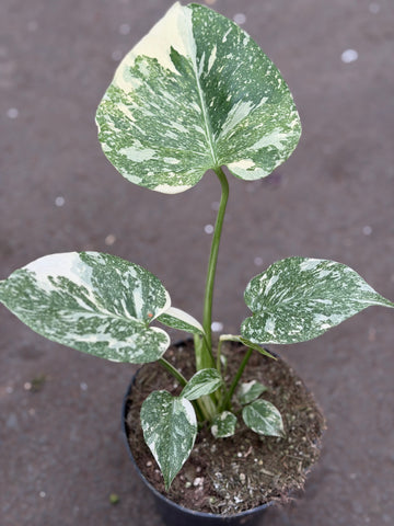 Monstera Thai 'Galaxy' Nr. 30