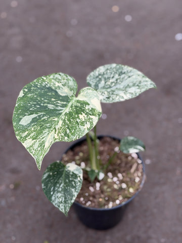 Monstera Thai 'Galaxy' Nr. 31