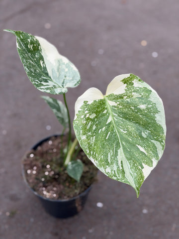 Monstera Thai 'Galaxy' Nr. 32