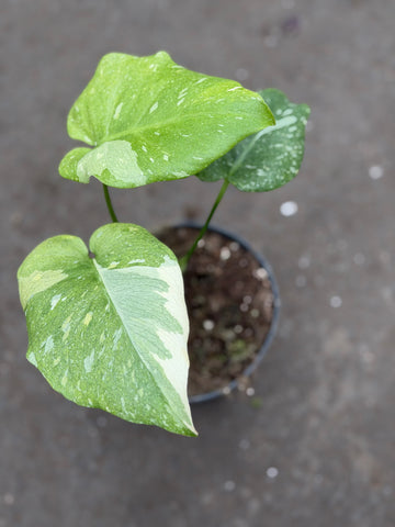 Monstera Thai 'Mutation' Nr. 32
