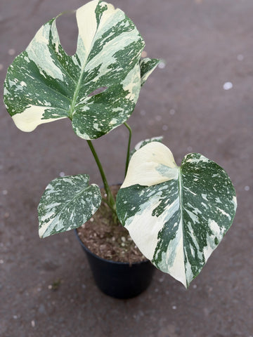 Monstera Thai 'White Snow' Nr. 33