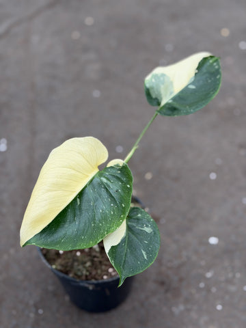Monstera Thai 'Mutation' Nr. 34
