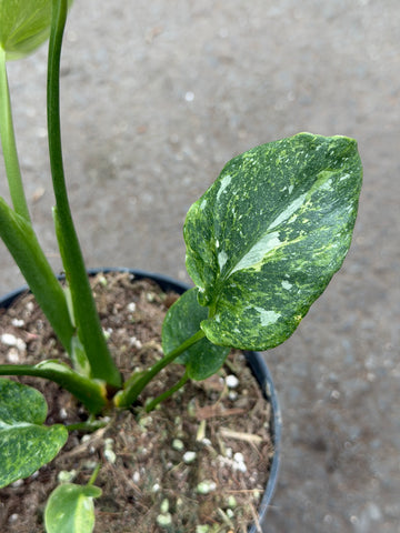 Monstera Thai 'Neon Mutation' Nr. 35