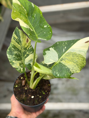 Monstera Thai 'Mutation' Nr. 37