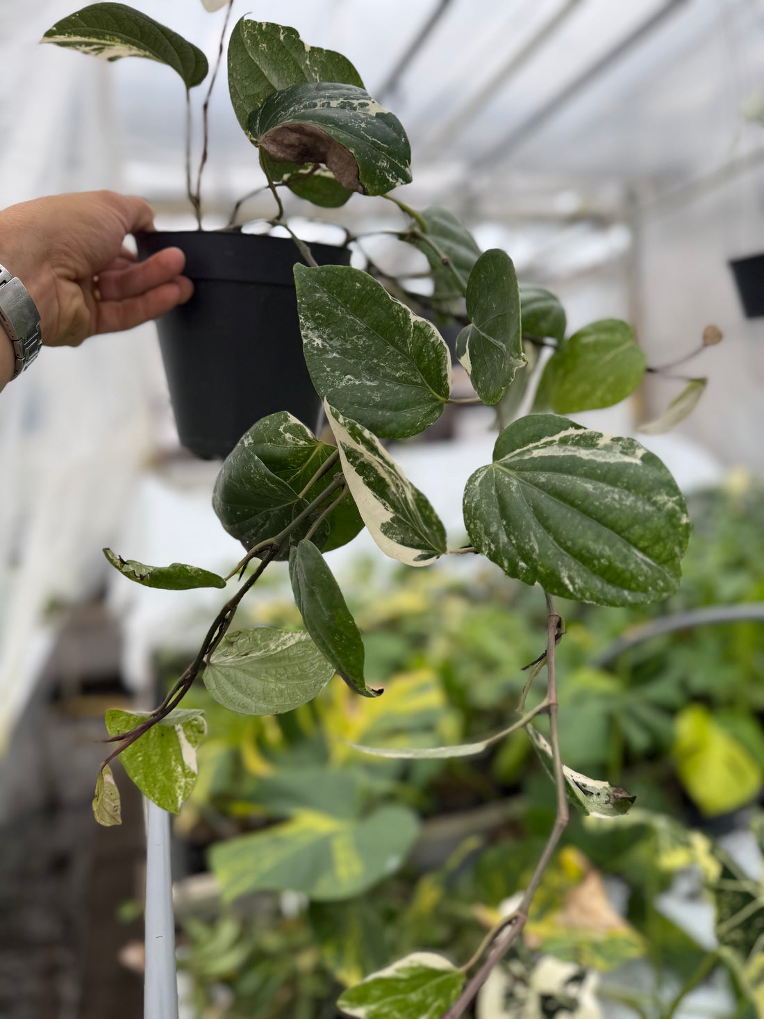 Piper nigrum 'Albo Variegatum' - rare variegated piper houseplant, full plant view | GrowJungle