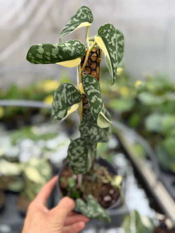 Scindapsus Mayari Variegata