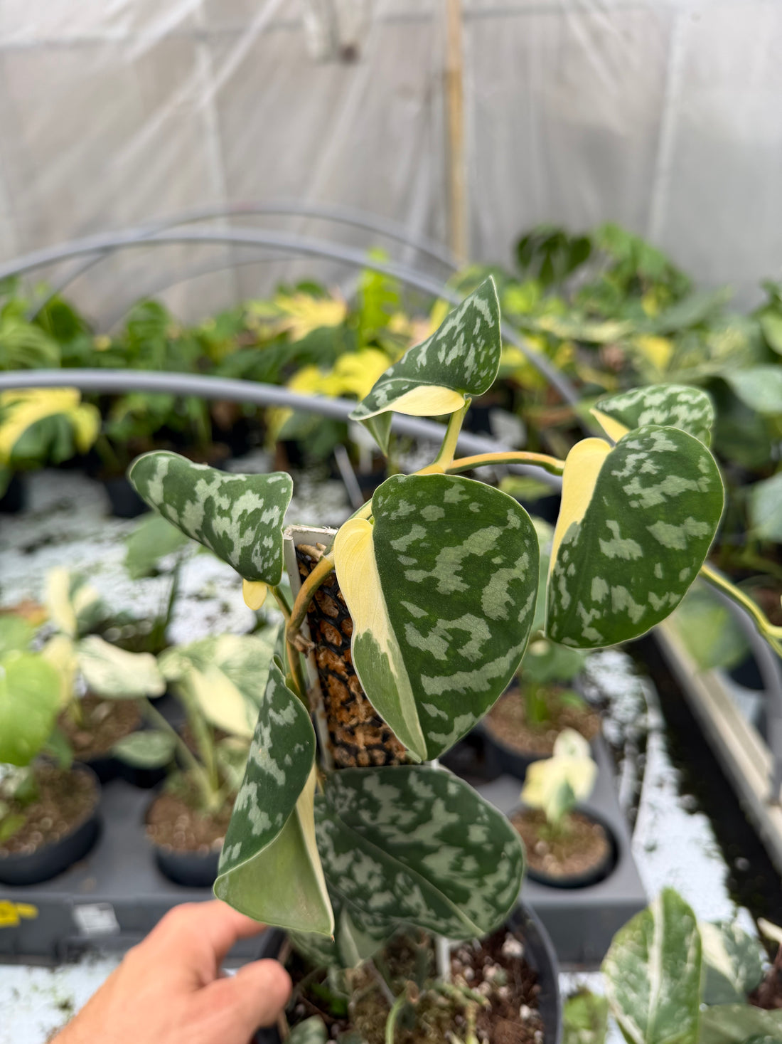 Scindapsus Mayari Variegata - rare variegated scindapsus houseplant, full plant view | GrowJungle