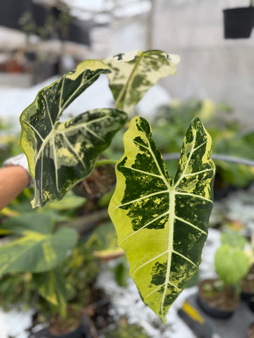 Alocasia Frydek Variegated