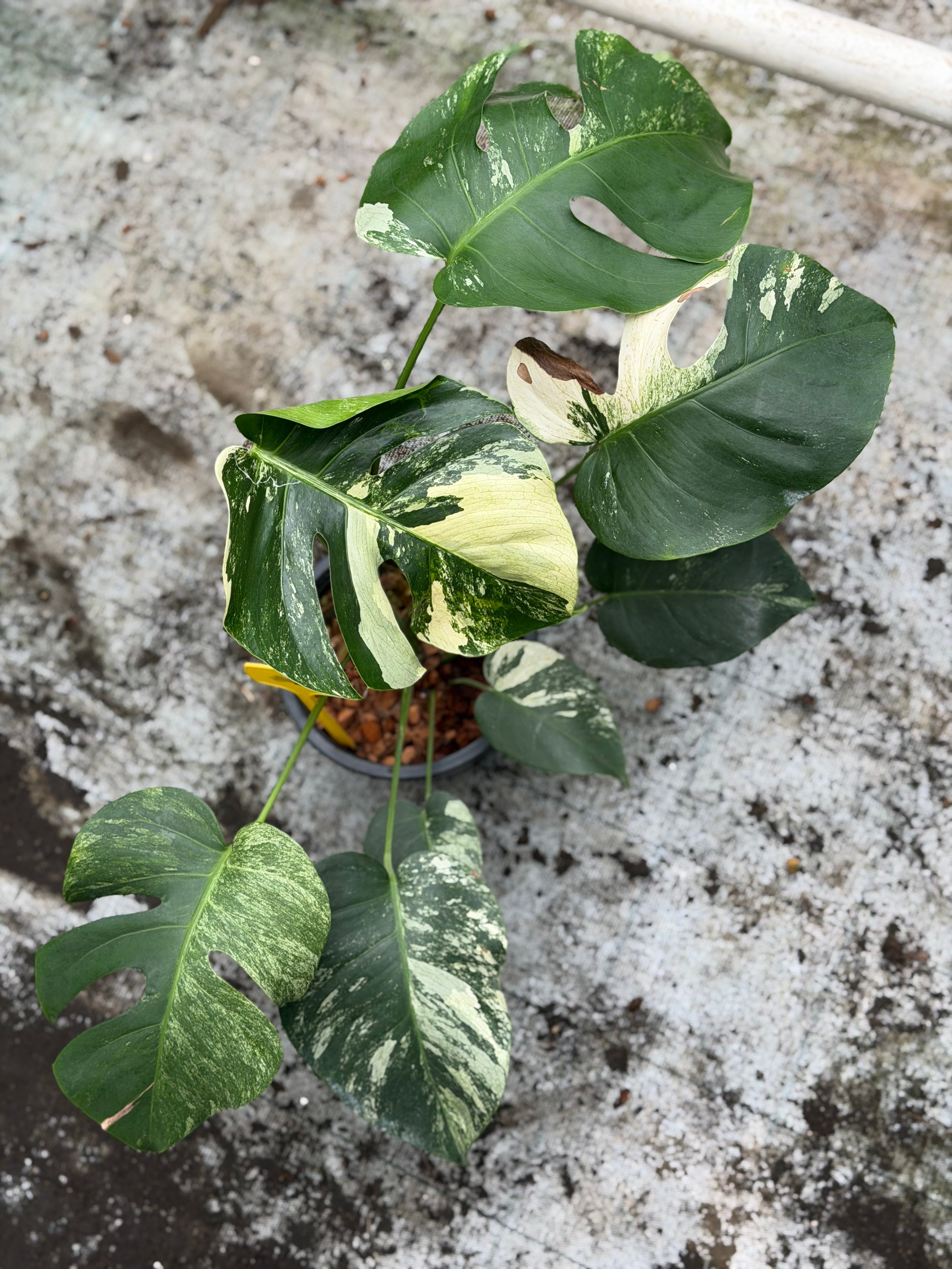 Monstera Jungle Mint – GrowJungle