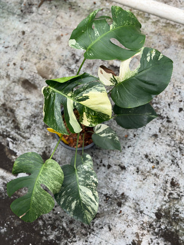 Monstera Jungle Mint