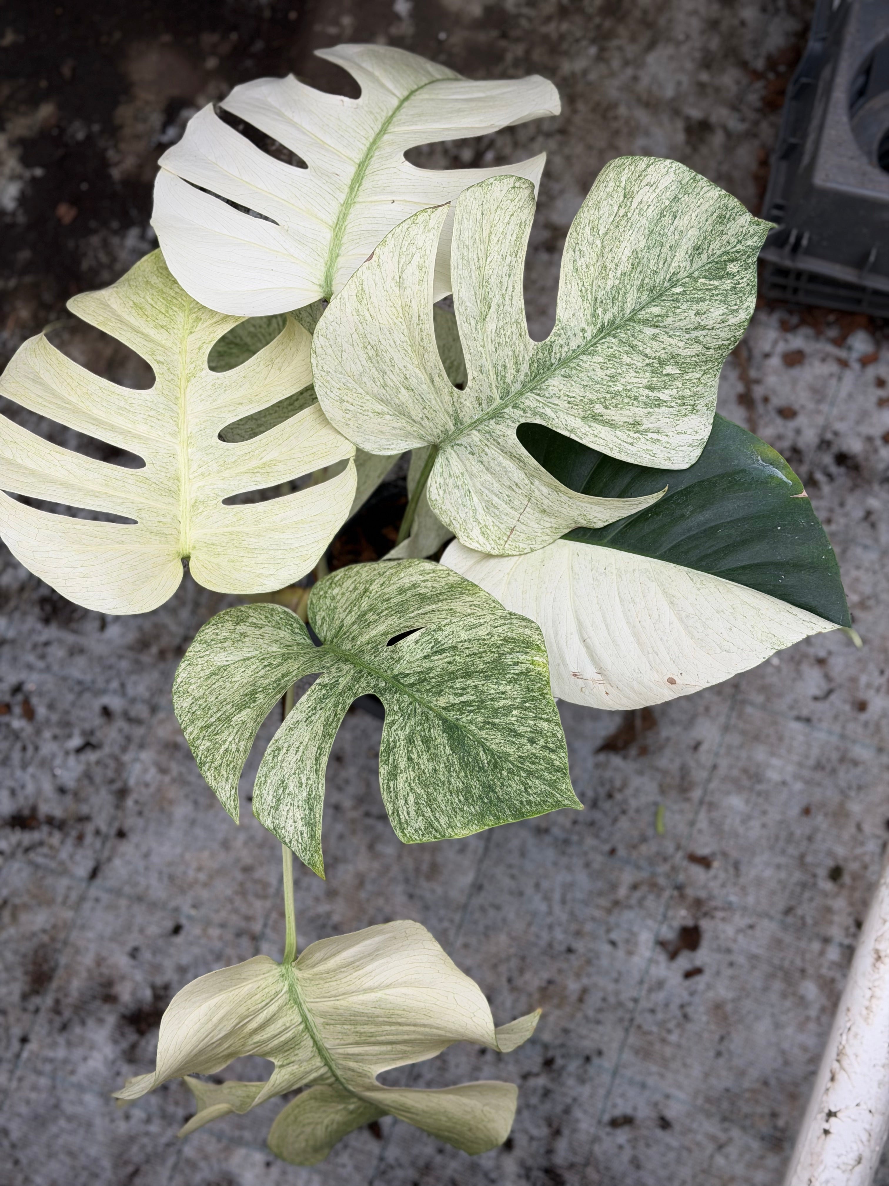 Monstera Jungle Mint – GrowJungle