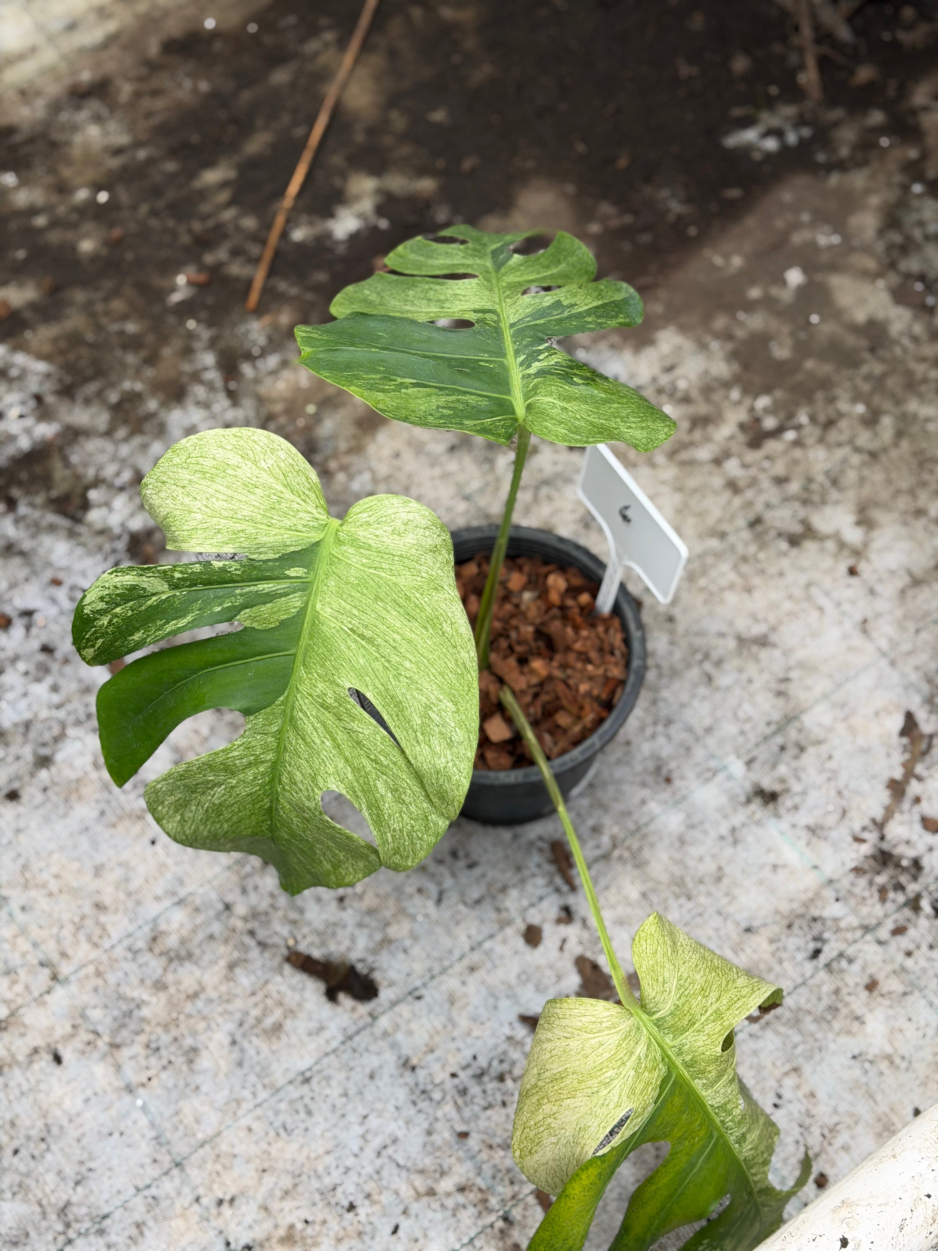 Monstera Jungle Mint – GrowJungle