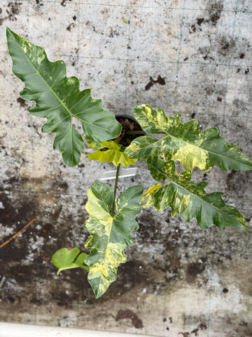 Philodendron Williamsii Variegated