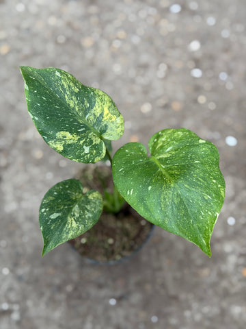 Monstera Thai 'Miracle' Nr. 38