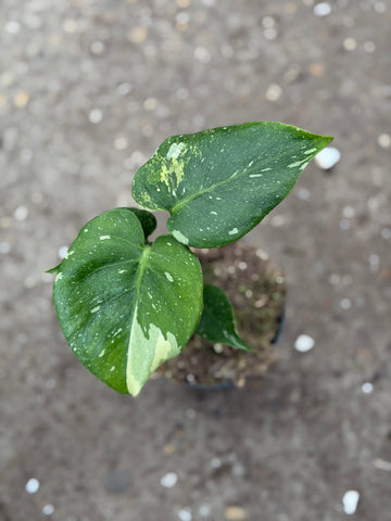 Monstera Thai 'Miracle' Nr. 39