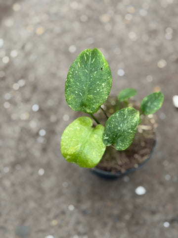 Monstera Thai 'Mutation' Nr. 40