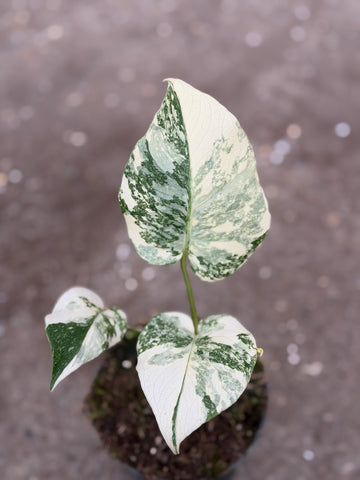 Monstera Thai 'White Snow' Nr. 40