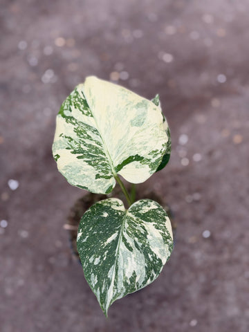 Monstera Thai 'White Snow' Nr. 41