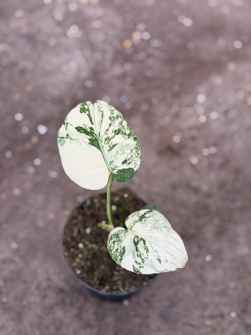Monstera Thai 'White Snow' Nr. 42