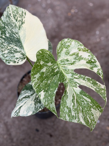 Monstera Thai 'White Snow' Nr. 43