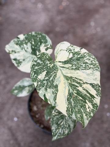 Monstera Thai 'White Snow' Nr. 44