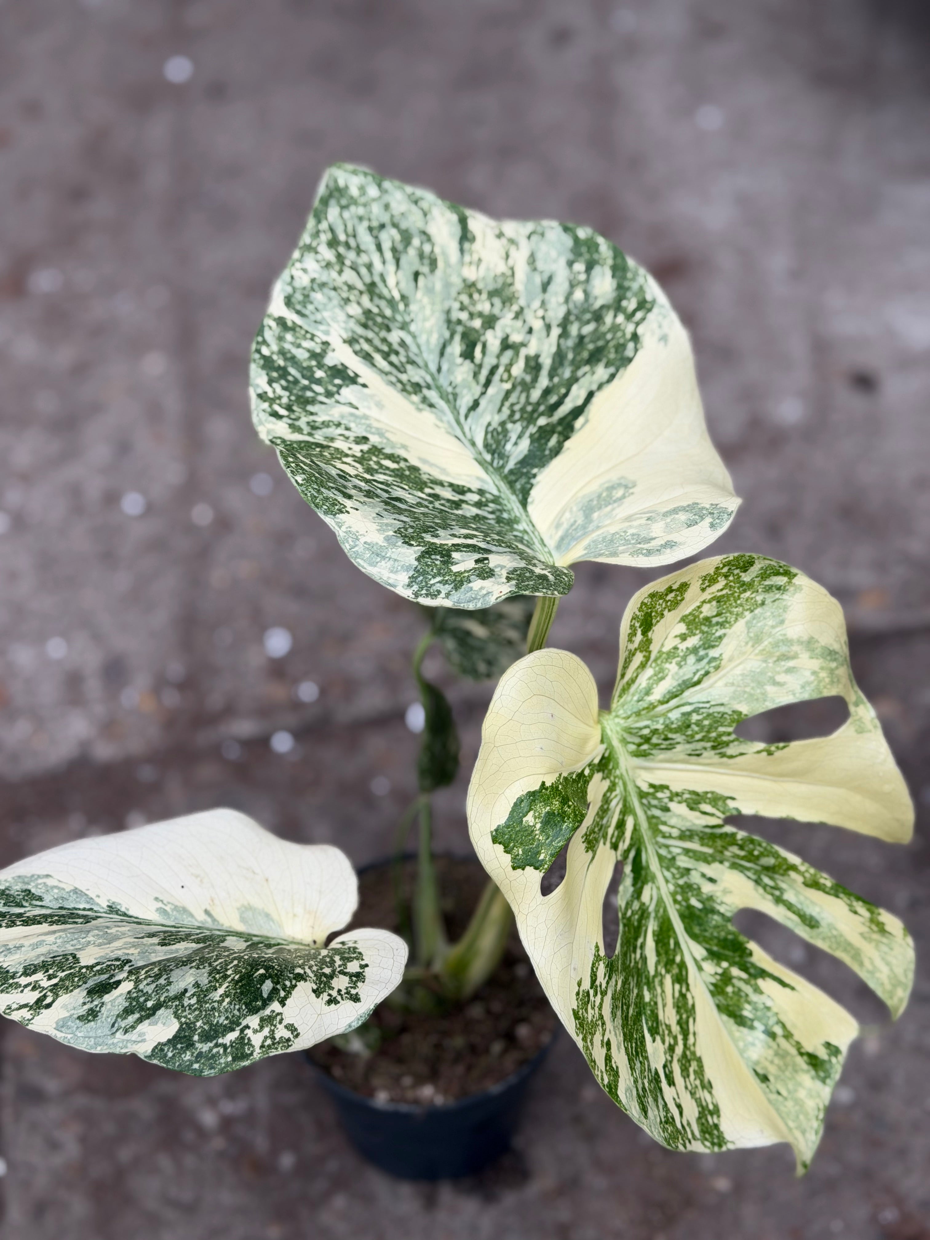 Monstera Rare Mutation – Exact Plant You Will Receive – Hand