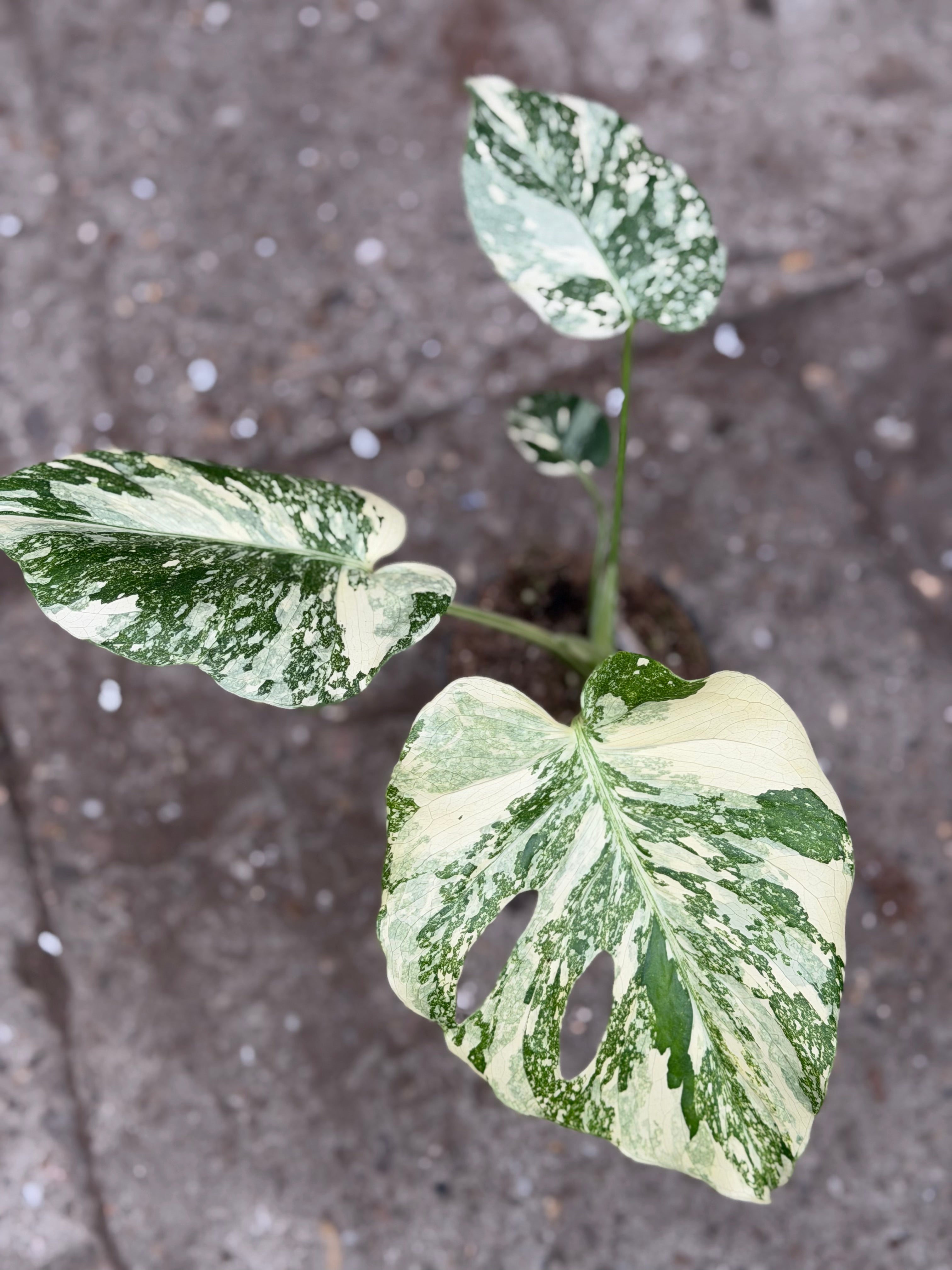Monstera Rare Mutation – Exact Plant You Will Receive – Hand