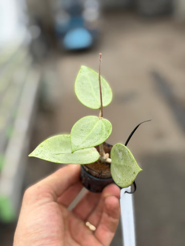 Hoya Parasitica Silver