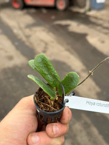 Hoya Rotundiflora