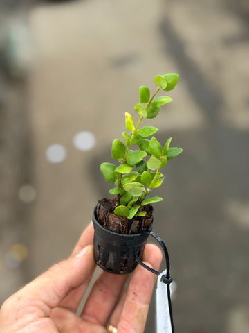 Hoya chinghungensis