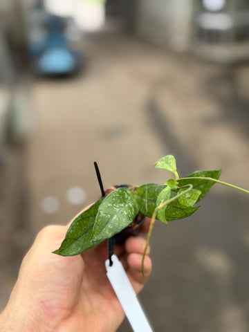 Hoya Crassipetiolata Splash