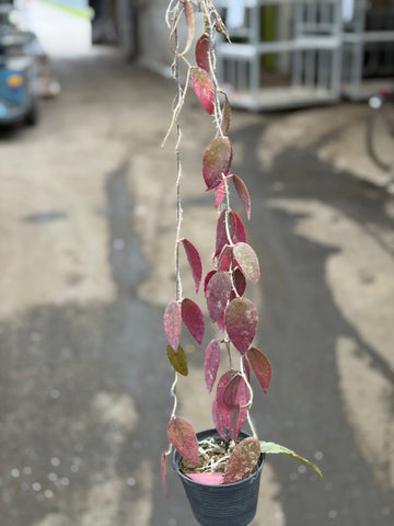 Hoya Caudata Sumatra