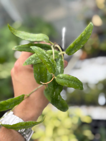 Hoya Sabah 7950