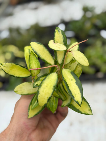 Hoya Acuta Inner Variegated