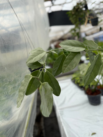 Hoya Coriacea Silver