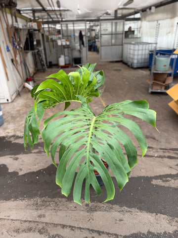 Monstera Form 6 GIANT — Pickup Only, Contact Us