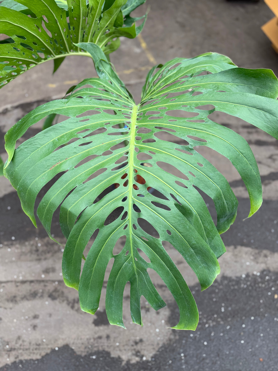 Monstera Form 6 GIANT — Pickup Only, Contact Us