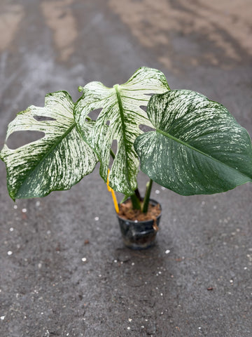 Monstera Devil Monster Nr. 2